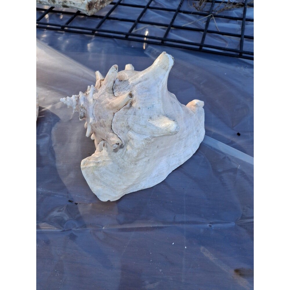 Large Conch Shell Pink Ocean Vintage Seashell
